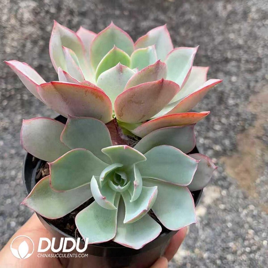 e1-35.jpg Echeveria White Rose Double Head - Image 1