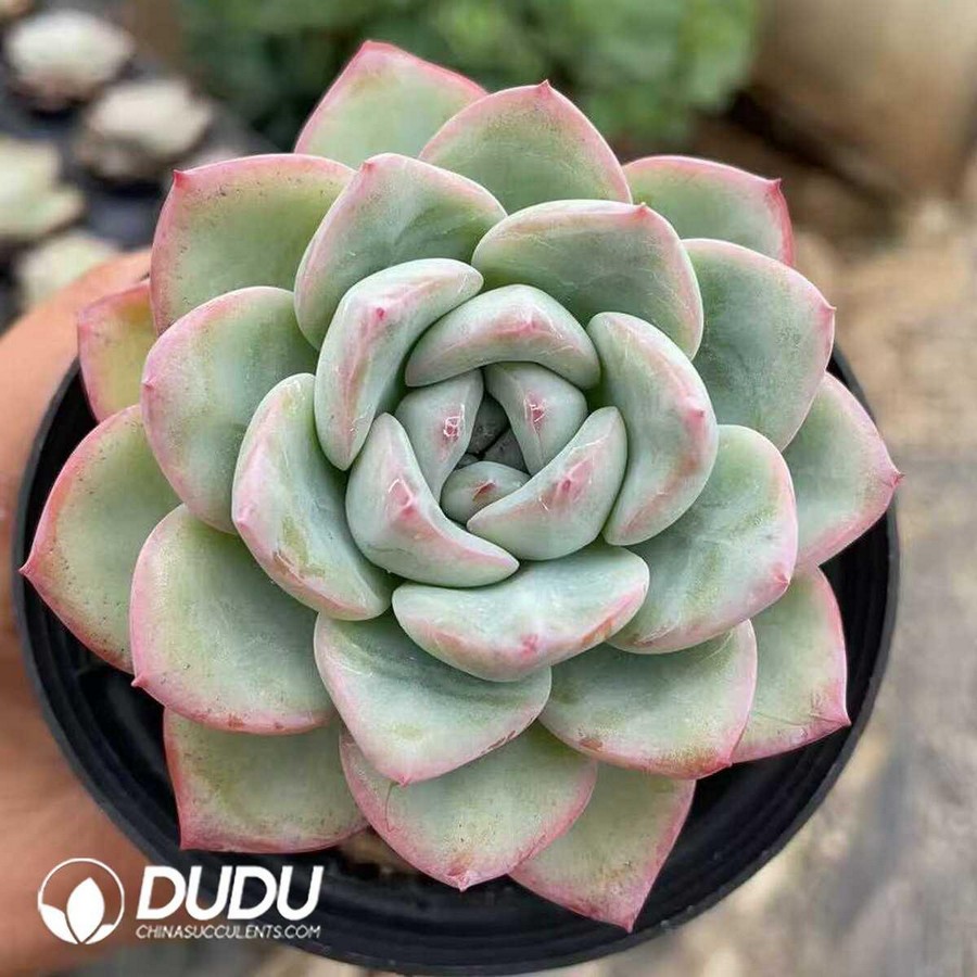 e1-36.jpg Echeveria Puff Calf - Image 1