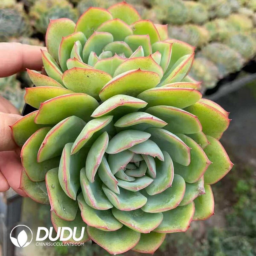 e1-37.jpg Echeveria Morning Dew Double Head - Image 1
