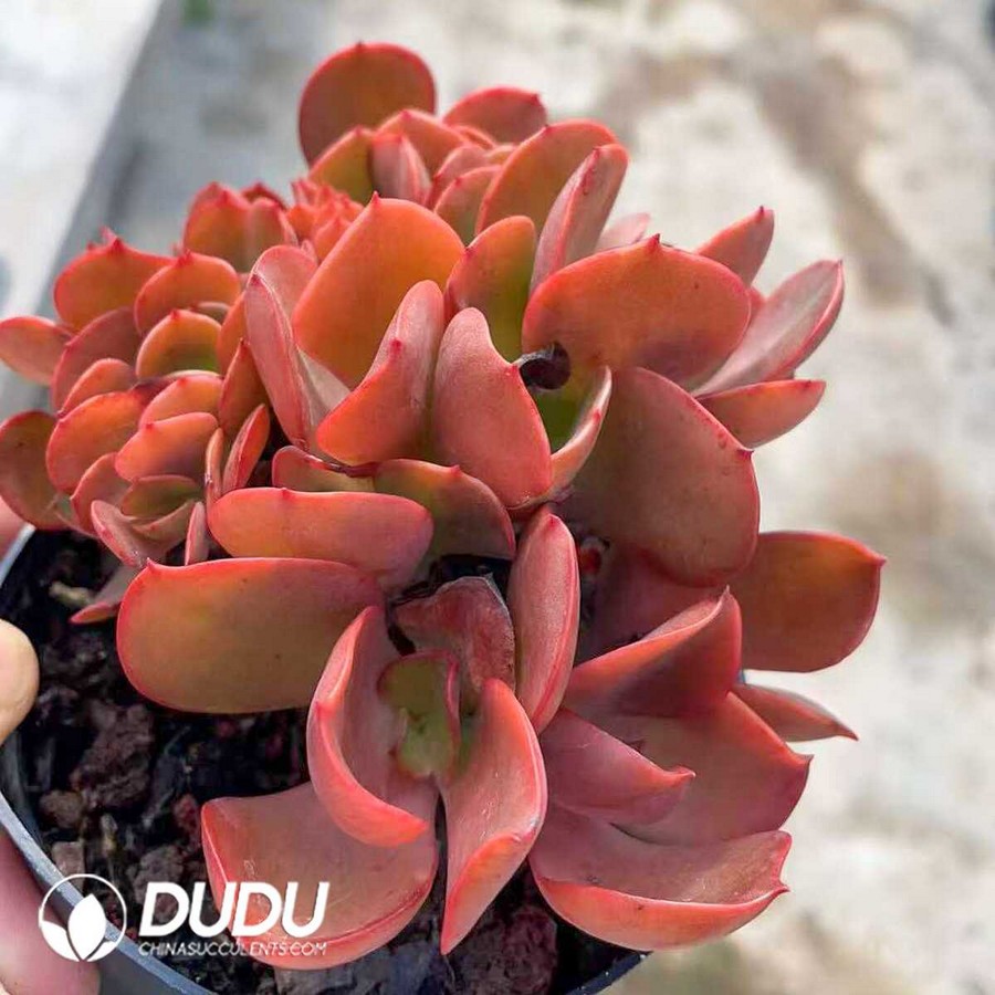 e1-4.jpg Echeveria Phoenix Flame Cristata - Image 1