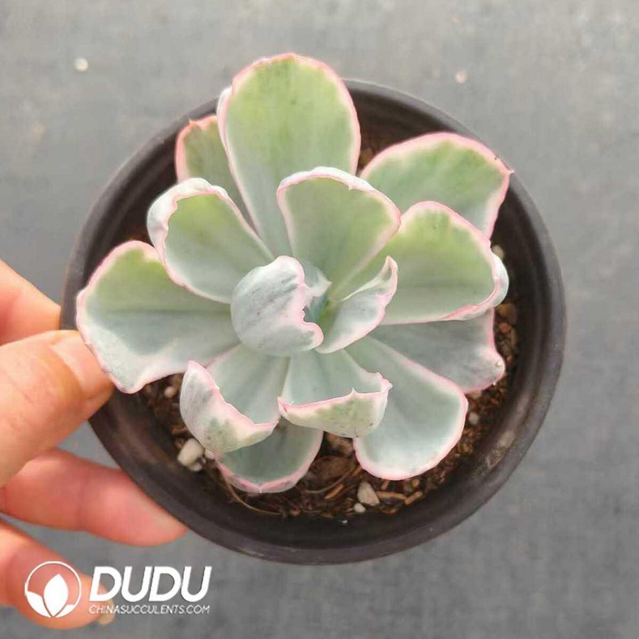 e1-41.jpg Echeveria Berkeley - Image 1