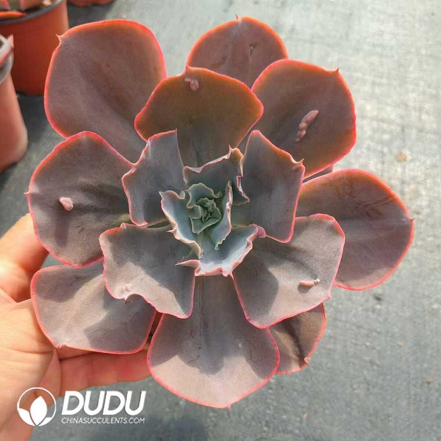 e1-43.jpg Echeveria Blue Sky - Image 1