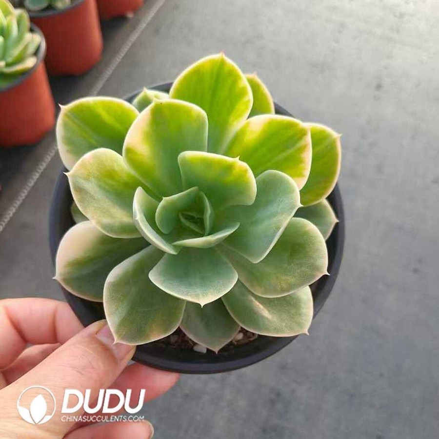 e1-44.jpg Echeveria Xingnata Silky Variegated - Image 1