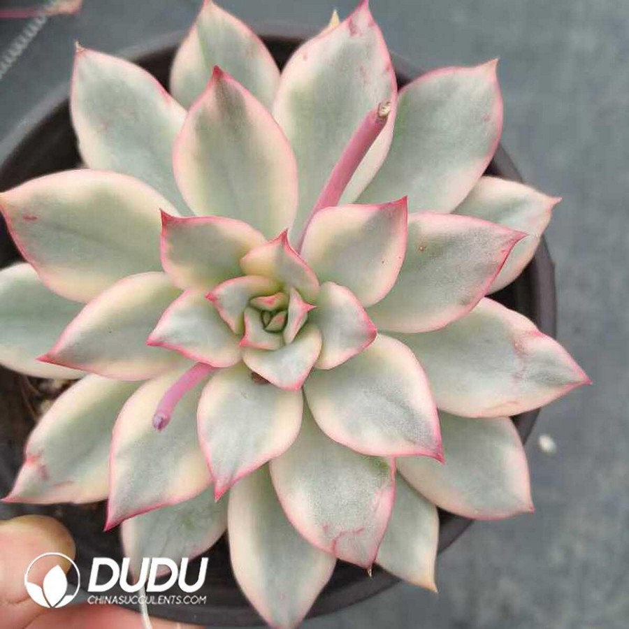 e1-45.jpg Echeveria Moon Goddness Variegated - Image 1