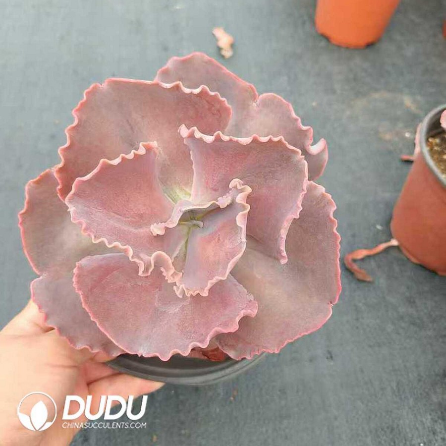 e1-46.jpg Echeveria France Queen - Image 1