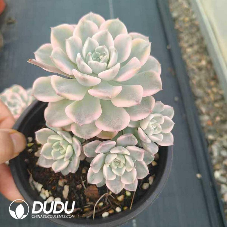 e1-47.jpg Echeveria Tinkerbell Variegated Clustering - Image 1