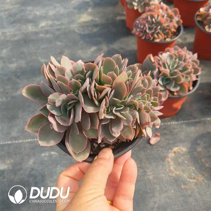 e1-48.jpg Echeveria pallida prince - Image 1