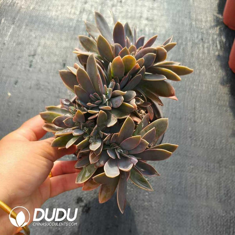 e1-49.jpg Echeveria Toffee Cristata - Image 1