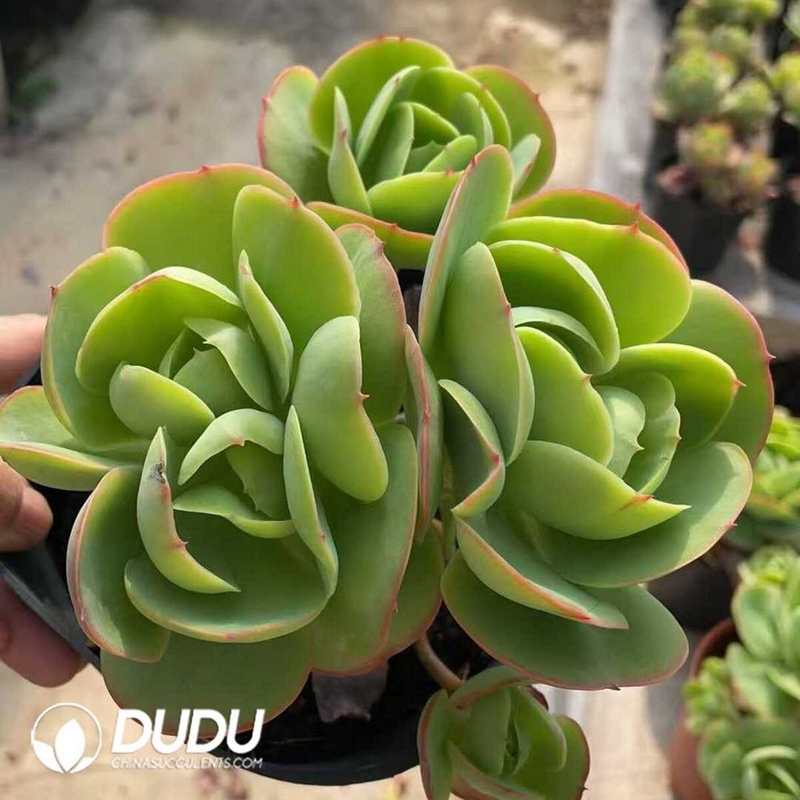 e1-5.jpg Echeveria Peach Pride Clustering Old Stem - Image 1