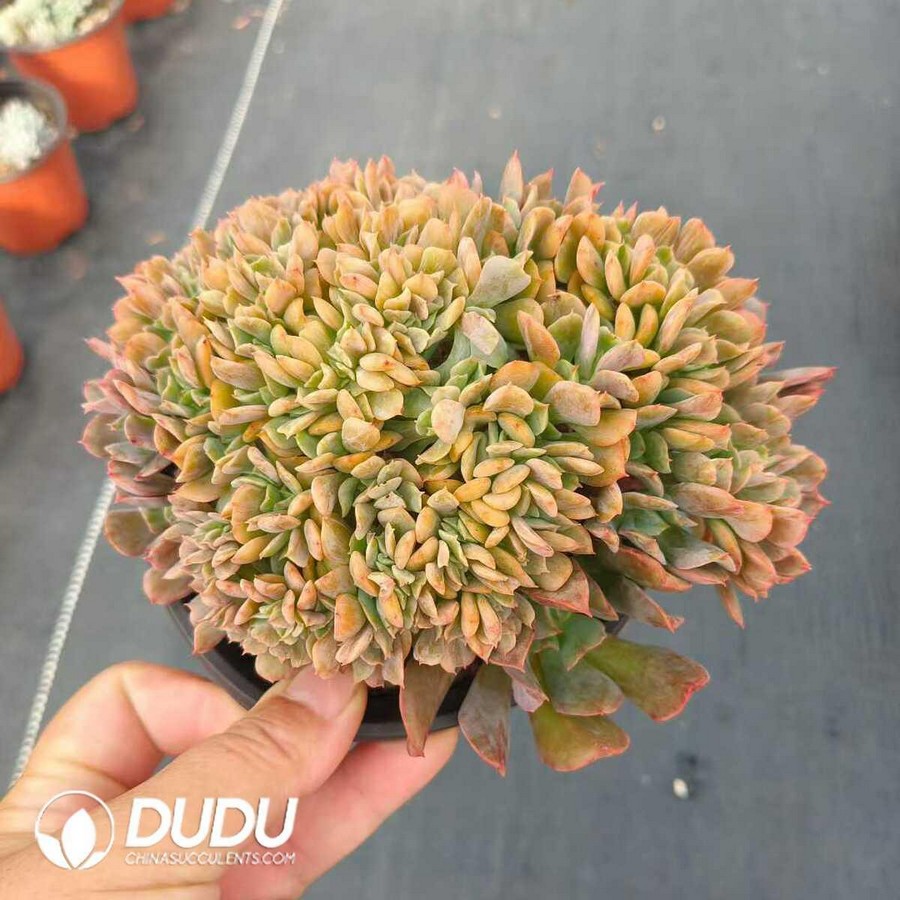 e1-50.jpg Echeveria Dark Hawk Cristate - Image 1