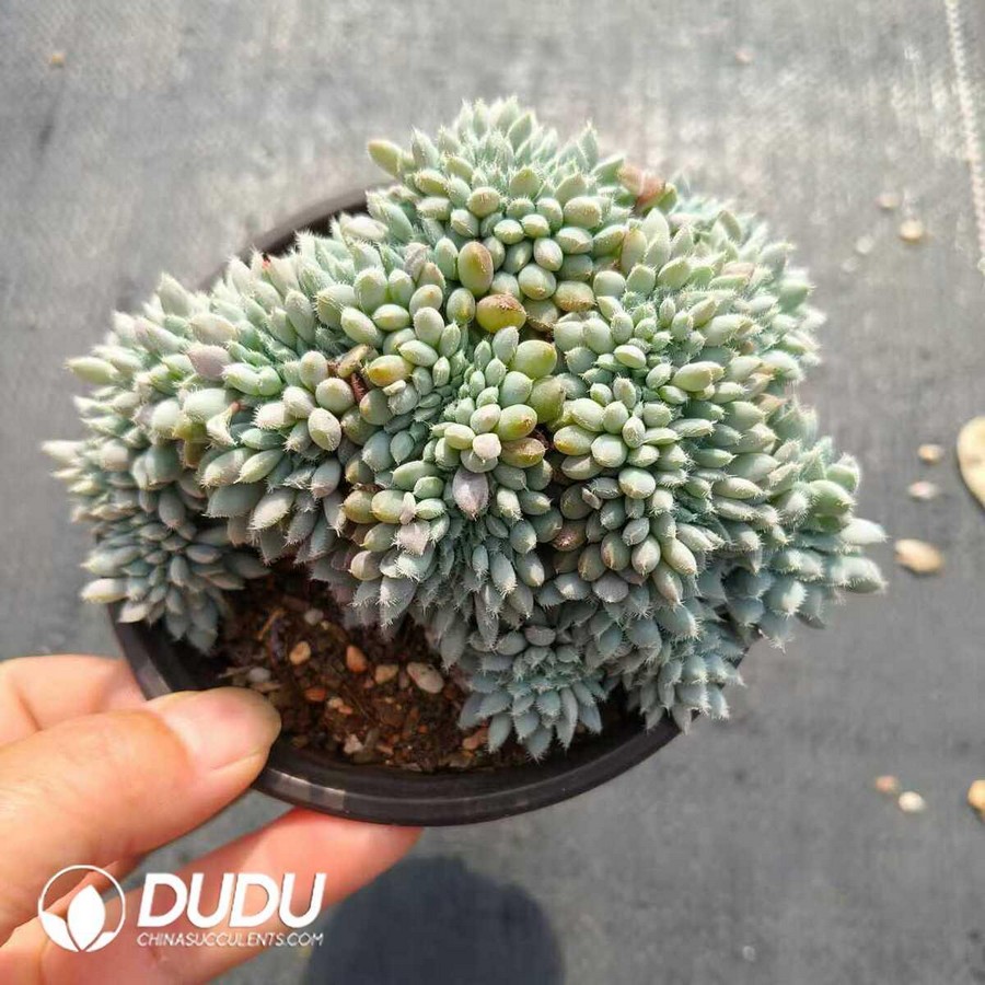 e1-51.jpg Echeveria setosa Cristate - Image 1