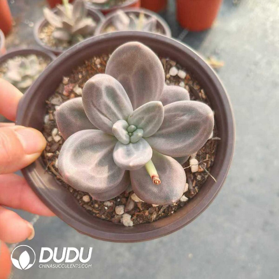 e1-52.jpg Echeveria Xichun - Image 1