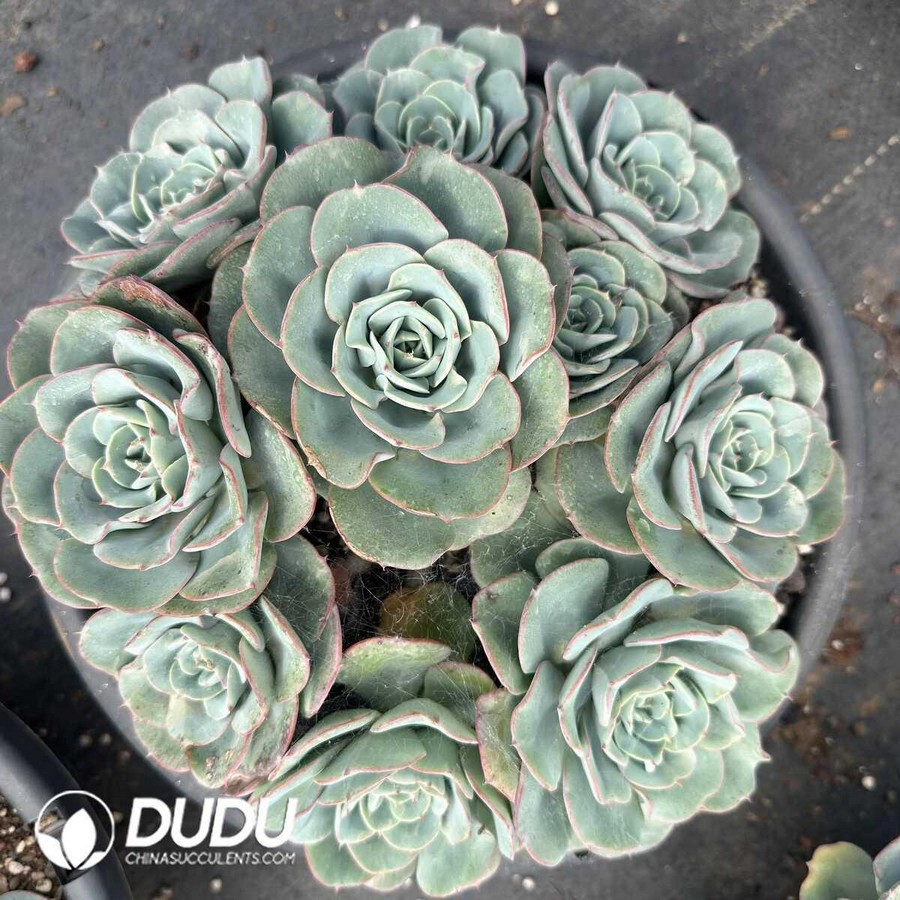 e1-57.jpg Echeveria Atlantis Clustering - Image 1