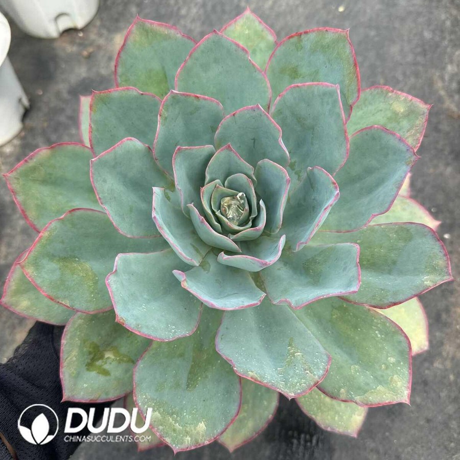 e1-58.jpg Echeveria Blue Light - Image 1