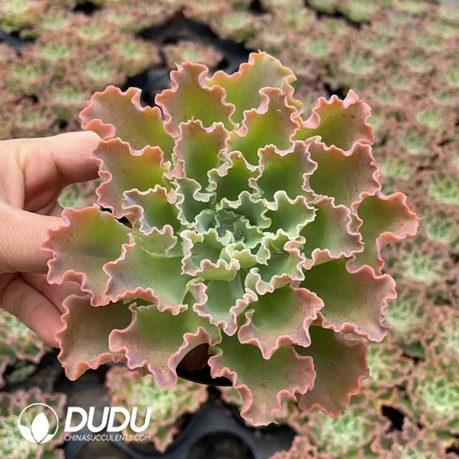 e1-6.jpg Echeveria Blue Cruls - Image 1