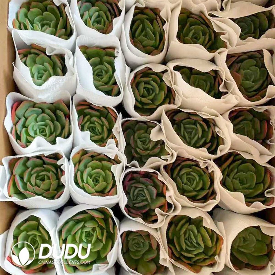 e1-7.jpg Echeveria Luella - Image 1