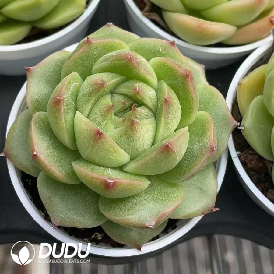 e1-8.jpg Echeveria Malgan - Image 1