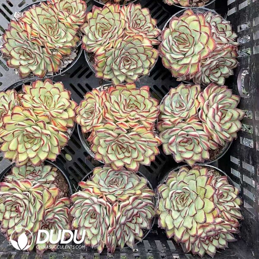 e1-9.jpg Echeveria pulidonis Clustering - Image 1