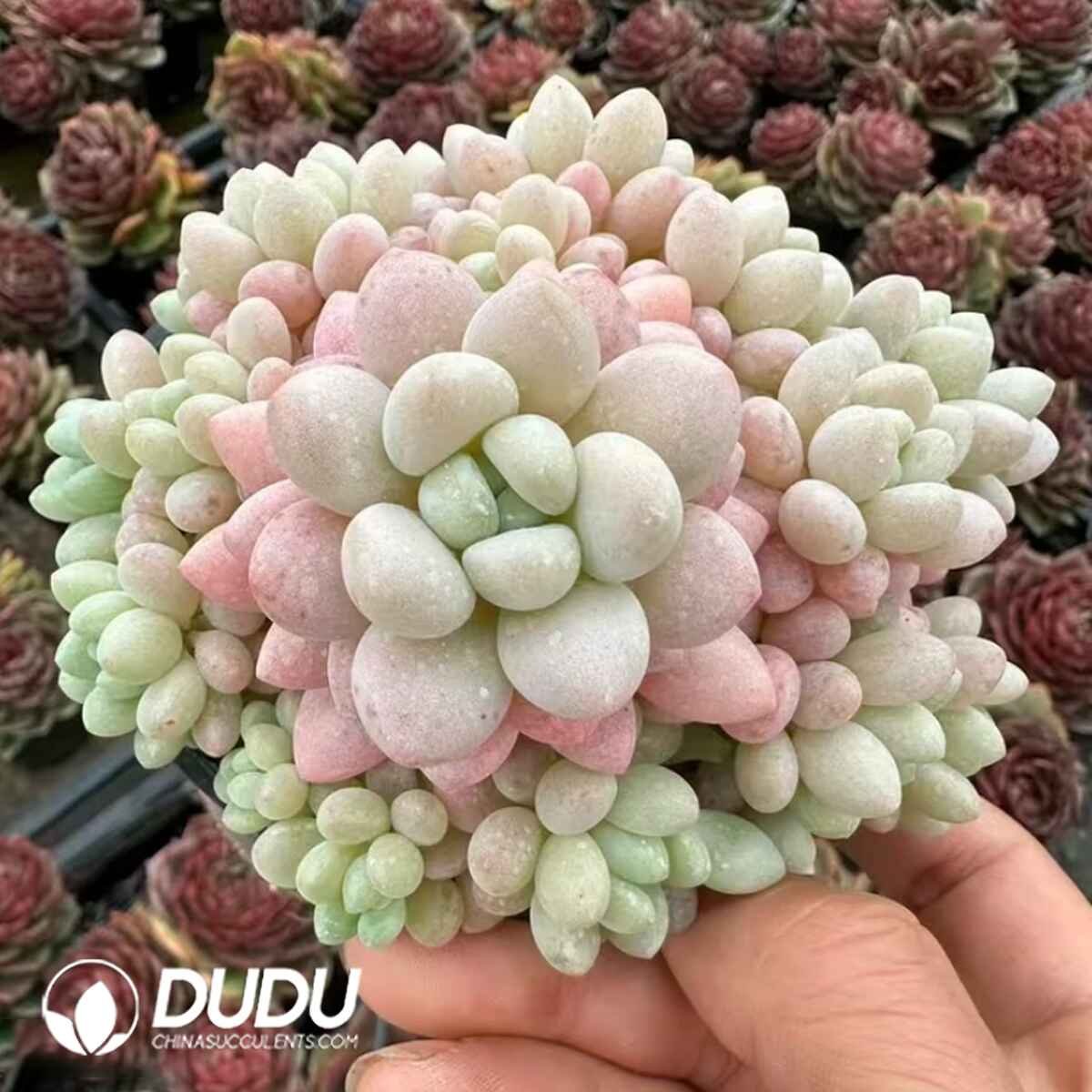 e201-1.jpg Graptopetalum Rococo Clustering - Image 1