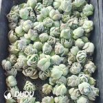 500pcs Echeveria Lovely Rose Cuttings