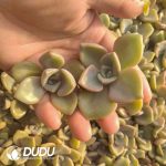 500pcs Graptoveria Gypsy Cuttings