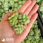 500pcs Sedum Morganianum var. burrito Cuttings