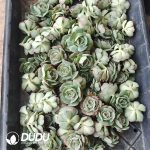 500pcs Echeveria Croatia Cuttings