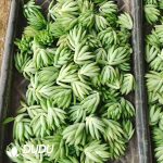 500pcs Sedum Sediforme Cuttings