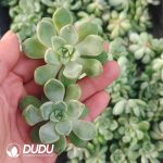 500pcs Echeveria Cobblestone Cuttings