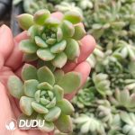 500pcs Echeveria Frost Flower Cutting