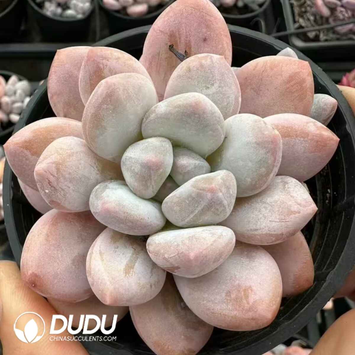 e201-14.jpg Pachyphytum Fortune Beauty(single/double head random) - Image 1