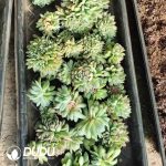 500pcs Echeveria Shasha Queen Cristata Cuttings
