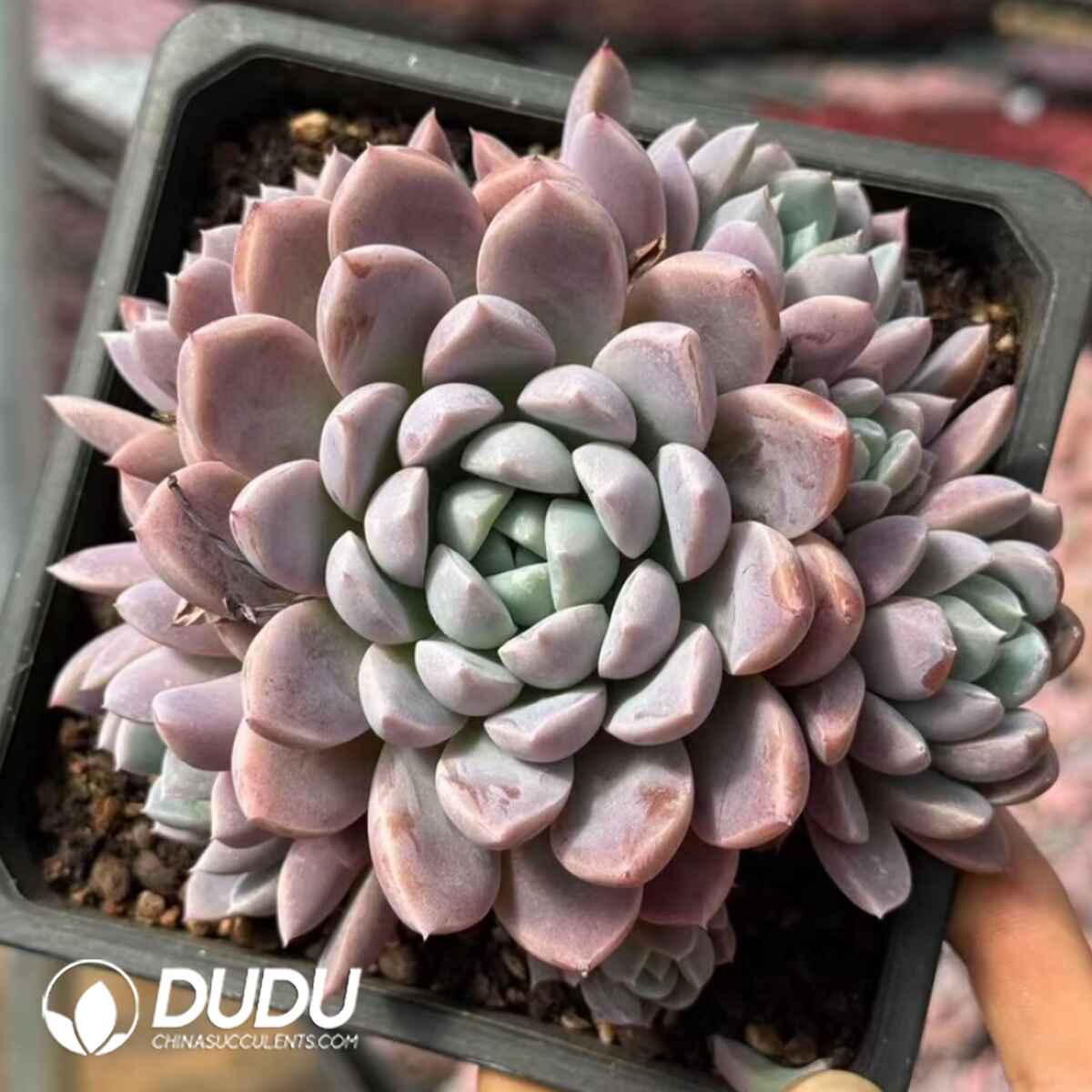 e201-15.jpg Echeveria Pink Chrysanthemum clustering - Image 1