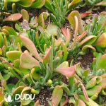 500pcs Kalanchoe Firefox Cuttings