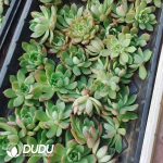 500pcs Echeveria Green Time Cuttings