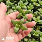 500pcs Crassula Springtime Cuttings