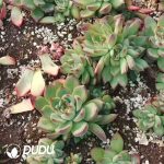 500pcs Echeveria Campfire Cuttings