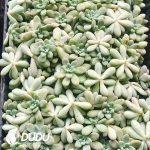 500pcs Graptosedum Miul Cuttings
