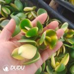 500pcs Crassula obliqua f. variegata Cuttings