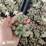 500pcs Echeveria Graptoveria amethorum Cuttings