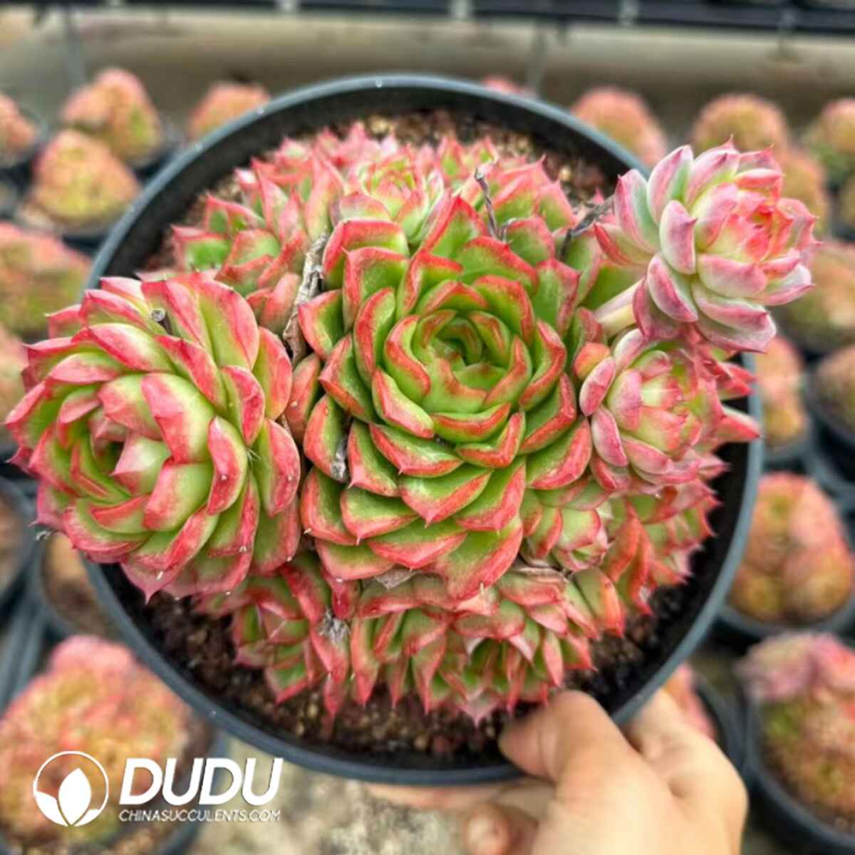 e201-18.jpg Echeveria Green Orange Cluster - Image 1