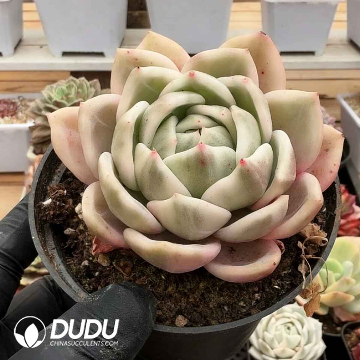 e201-184.jpg Echeveria Champagne Variegated - Image 1