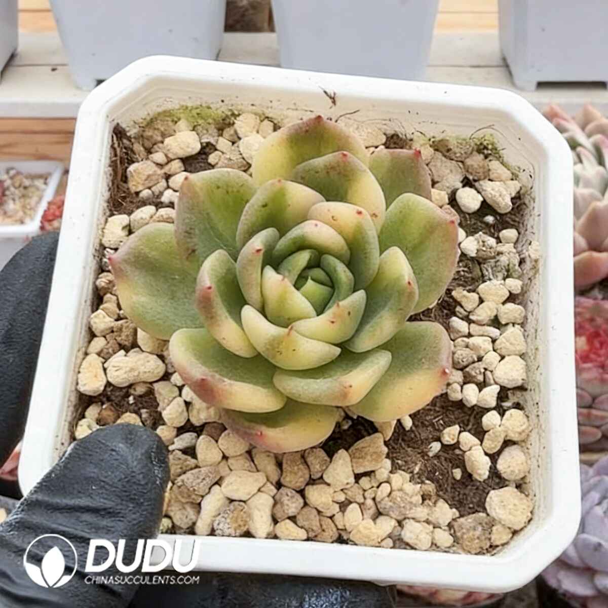 e201-186.jpg Echeveria Ice Green Variegated - Image 1