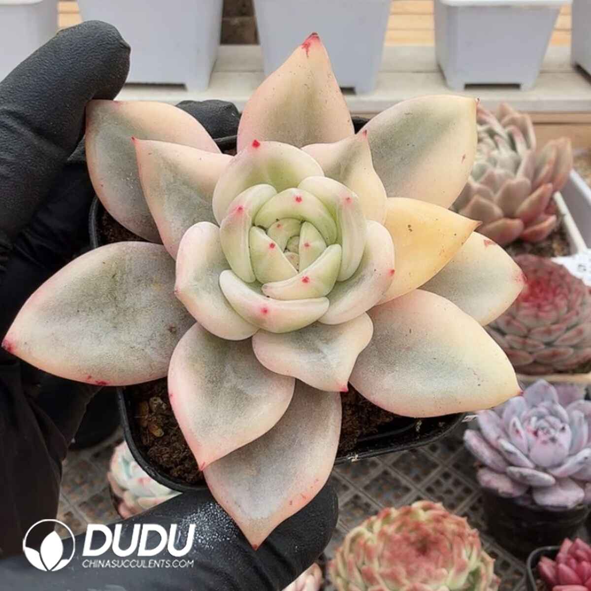 e201-188.jpg Echeveria Elizabeth Variegata - Image 1