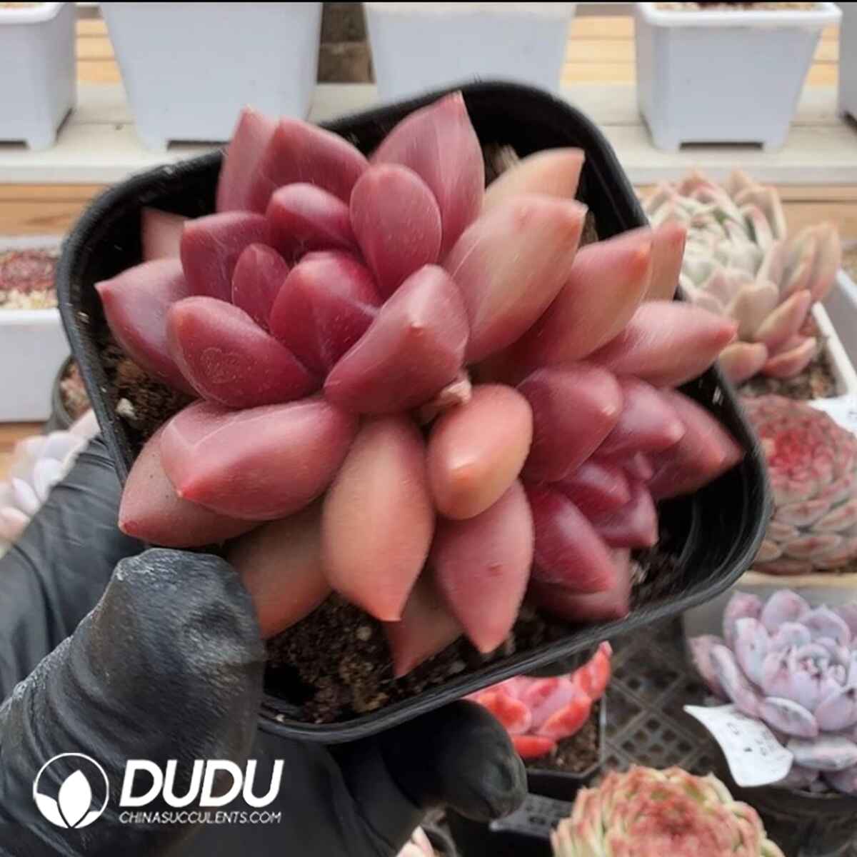 e201-192.jpg Echeveria Mist Bubble Double Head - Image 1