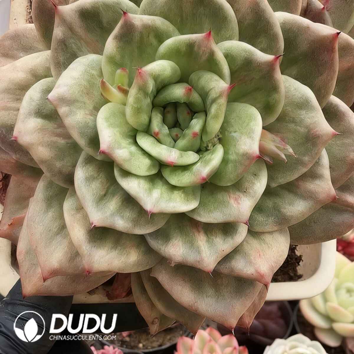 e201-193.jpg Echeveria Santamarina Variegata - Image 1