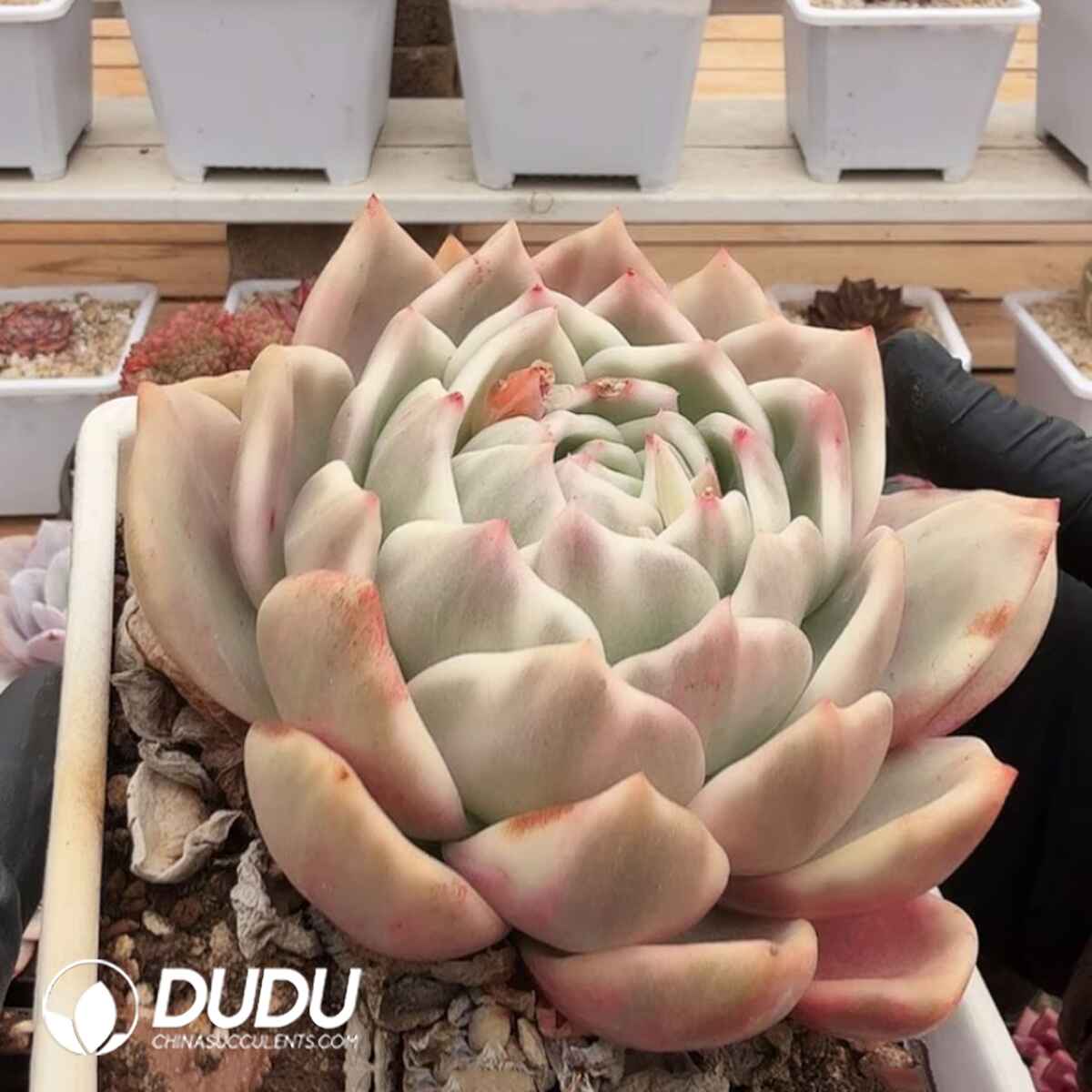 e201-195.jpg Echeveria Champagne Variegated - Image 1