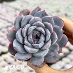 Echeveria Dolphin Bay