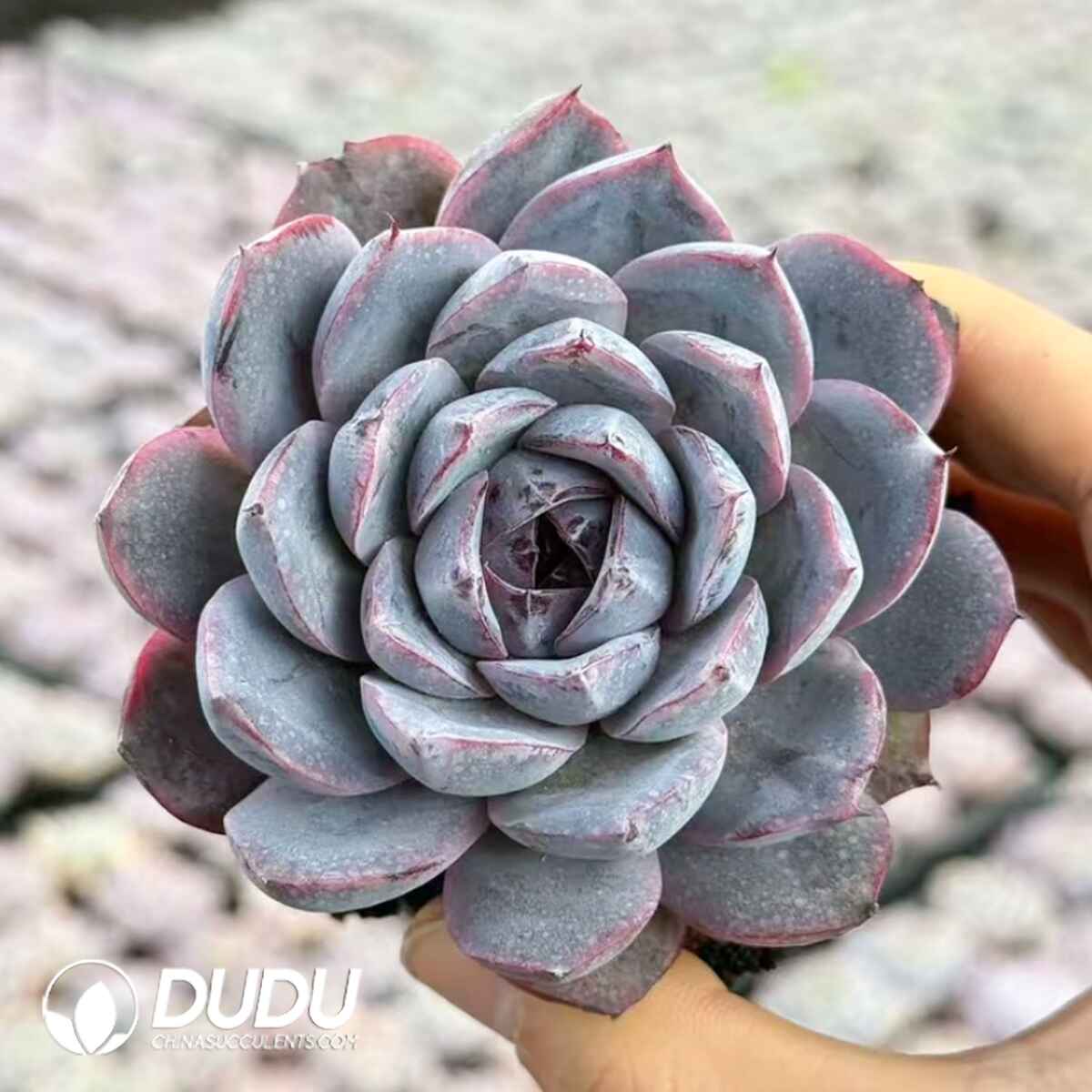 e201-2.jpg Echeveria Dolphin Bay - Image 1