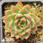 [RTS]Echeveria Calisto's Painted Face Variegated